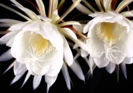 Kadupul-flower-Worlds-Costliest-Flowers-List-Best-Selling-Flowers-In-The-World, The Top 10 Most Expensive Flowers In The World 2024, Most Expensive Flowers In The World, Costliest Flowers List