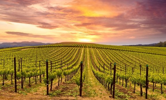 Napa Valley, California, 10 Best Places To Visit In The US 2023, Most Beautiful Destinations In The United States, Popular Travel Destinations In The US, united states travel,travel in the us,new orleans,new york,california,best places,best places to travel 2023