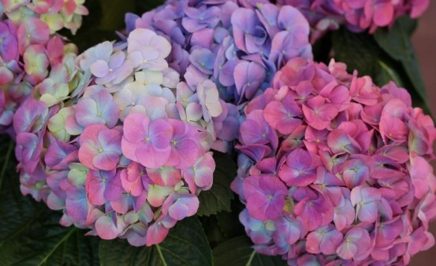 Hydrangea, Top 10 Most Expensive Flowers In The World, List Of Most Beautiful Flowers