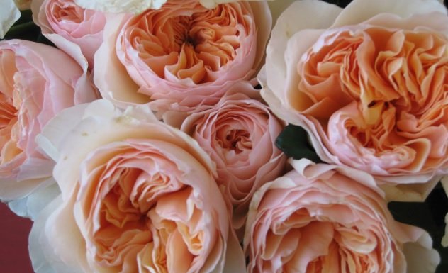 Juliet Rose, Top 10 Best Attractive Flowers In The World, 10 Most Beautiful Flowers List