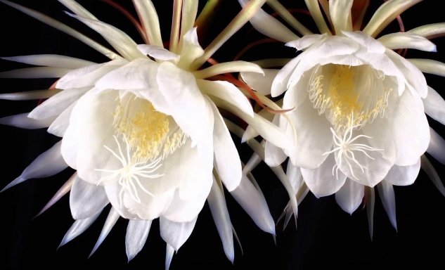 Kadupul flower, World's Costliest Flowers List, Best Selling Flowers In The World