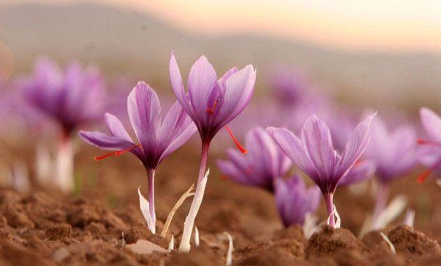 Saffron crocus, World's Costliest Flowers List, Best Selling Flowers In The World