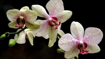 Shenzhen-Nongke-Orchid-Top-10-Most-Expensive-Flowers-In-The-World-List-Of-Most-Beautiful-Flowers, Top 10 Most Expensive Flowers In The World 2023, List Of Most Beautiful Flowers, Top 10 Best Attractive Flowers In The World, 10 Most Beautiful Flowers List, Best Selling Flowers In The World, World's Costliest Flowers List