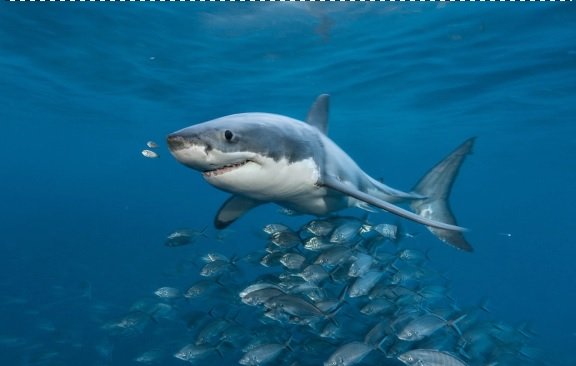 Great White Shark, Best Dangerous Fish List, Deadliest Fishes List