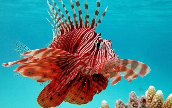 Red Lionfish, Most Poisonous and Venomous Fish, 10 Most Deadly Fish