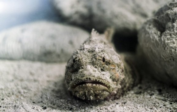 Stonefish, Best Dangerous Fish List, Deadliest Fishes List
