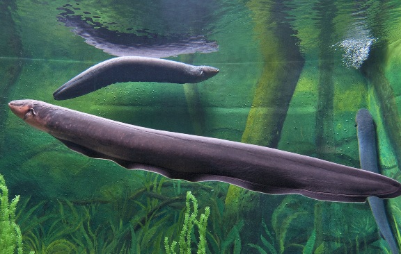 Electric-Eel-Top-10-Most-Hazardous-Fish-In-The-World-2023-2024-Best-Dangerous-Fish-List