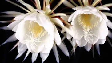 Kadupul-flower-Worlds-Costliest-Flowers-List-Best-Selling-Flowers-In-The-World, The Top 10 Most Expensive Flowers In The World 2024, Most Expensive Flowers In The World, Costliest Flowers List